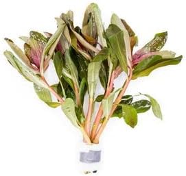 Hydrocotyle leucocephala Brazilian Pennywort Live Aquatic Aquarium Plant