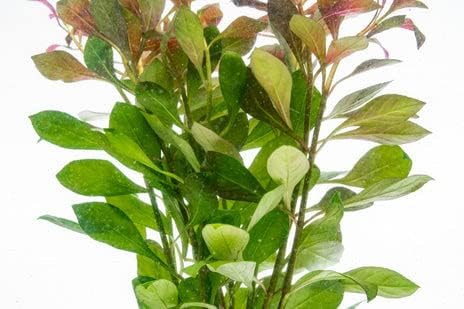 Live Aquarium Stem Plants - Freshwater Aquatic Plant for Fish Tanks, Aquascaping - (Nesaea Pedicellata Golden, 1 Bunch)