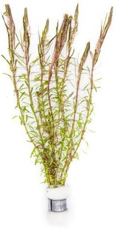 Live Aquarium Stem Plants - Freshwater Aquatic Plant for Fish Tanks, Aquascaping - (Alternanthera Reineckii Variegatus, 1 Bunch)