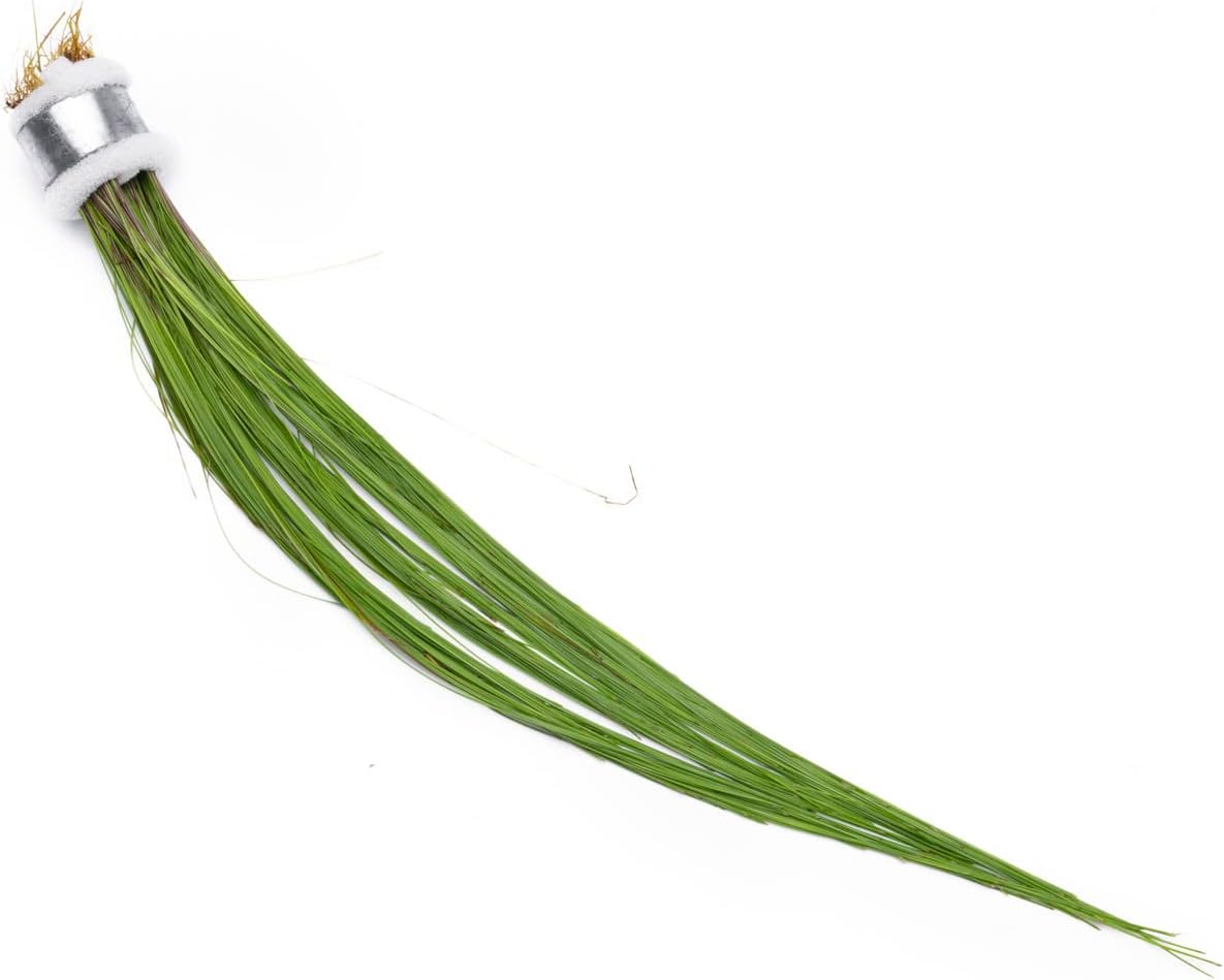 Live Aquarium Stem Plants - Freshwater Aquatic Plant for Fish Tanks, Aquascaping - (Eleocharis Vivipara, 1 Bunch)