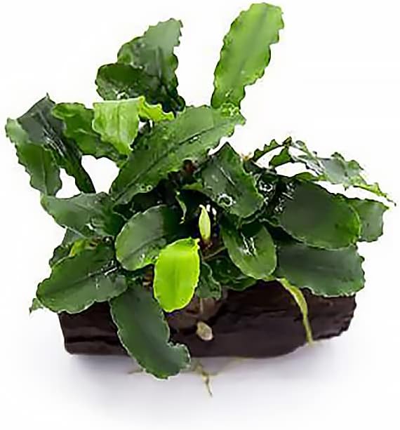 Live Aquarium Plants on Driftwood, Lava Rock, Moss Mat - Freshwater Fish Tank Plants (Bucephalandra Green Wavy, Driftwood (Small))