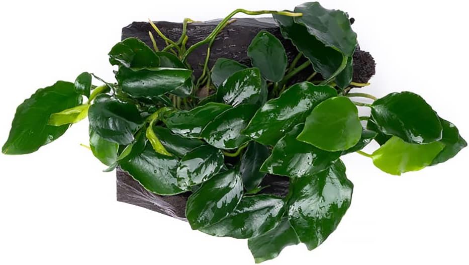 Live Aquarium Plants on Driftwood, Lava Rock, Moss Mat - Freshwater Fish Tank Plants (Nana Long Wavy, Driftwood (Small))