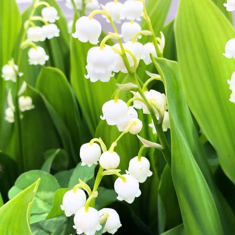 10 Lily of The Valley Flower Bulbs, White Lilies of The Valley Bare Roots for Planting, Outdoor Indoor Flowering Plants