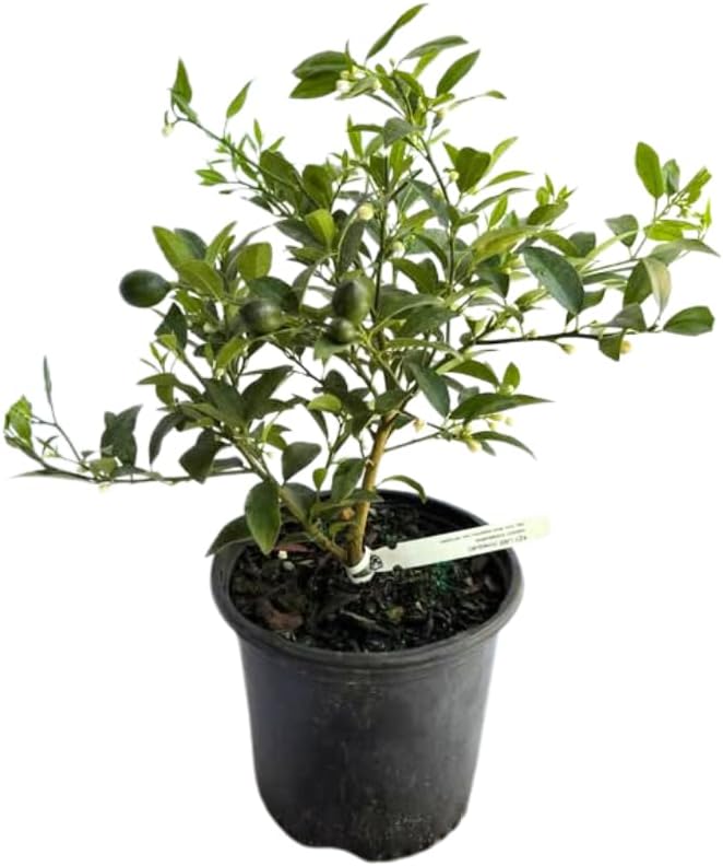Dwarf Key Lime Trees Live Plants, 1 to 2 Feet Tall, Key Lime Bush, Citrus Fruit Tree, Sweet Fruit Key Lime