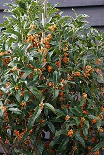 Apricot Echo Orange Tea Olive - Live Plant - (1 QT)
