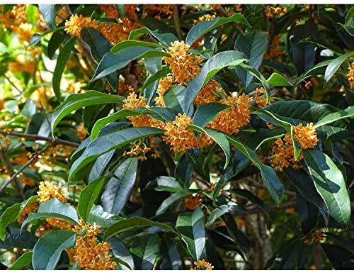 Apricot Echo Orange Tea Olive - Live Plant - (1 QT)