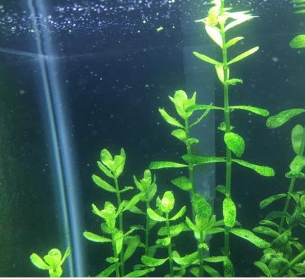 Live Aquarium Plant Bundle - 18 Stems of Ludwigia Repens, Bacopa Monnieri & Cabomba Caroliniana - Easy Freshwater Plants for Aquascaping, Filtration & Fish Tank Decoration