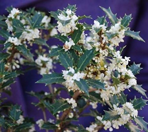 Fragrant Princess Dwarf Tea Olive ( 'Kaori Hime' osmanthus ) - Live Plant - Quart Pot