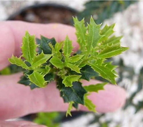 Fragrant Princess Dwarf Tea Olive ( 'Kaori Hime' osmanthus ) - Live Plant - Quart Pot