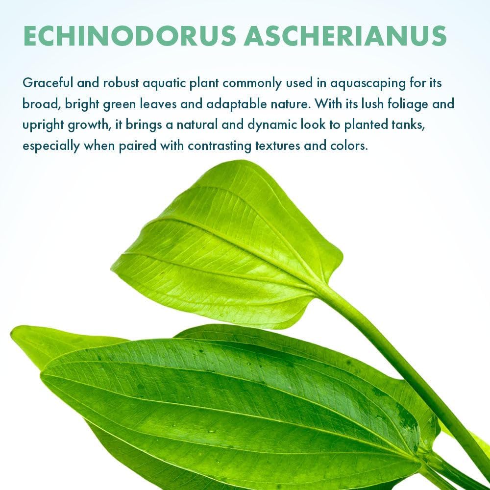 Live Plants - Argentine Sword (Echinodorus ascherianus) - Low to Medium Light, Bright Green Accent for Background Freshwater Aquarium Aquascaping - Pot