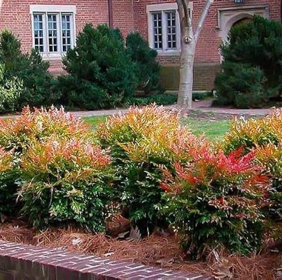 Nandina Gulf Stream - Nandina domestica. Compact Heavenly Bamboo | Year-Round Color | Low Maintenance Shrub | Drought Tolerant | Live Plant (2 Nandina Gulf Stream Cups)