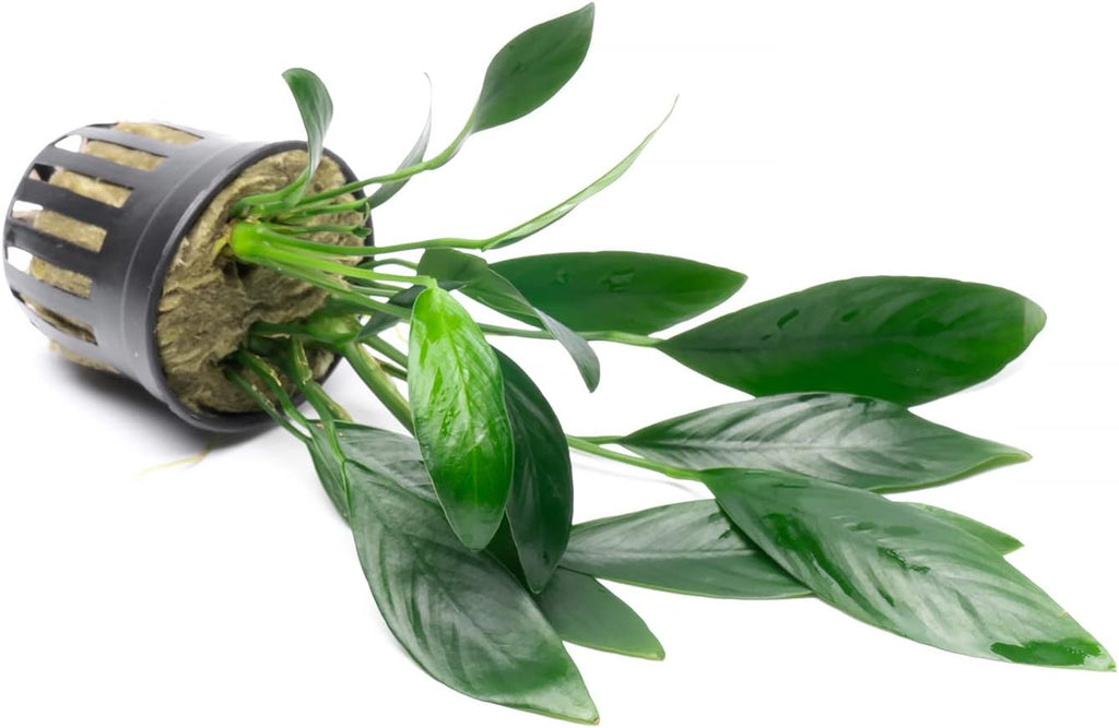 Anubias Live Aquarium Plants - Potted Freshwater Plant for Fish Tanks, Terrariums - Beginner Friendly Low Light (Congensis, 3 Pots)