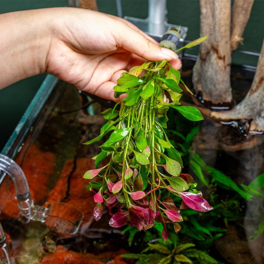 Live Plants – Ludwigia Ovalis – Moderate to High Light, Green to Orange, Midground Accent – Lead Bunch, 4 Pack