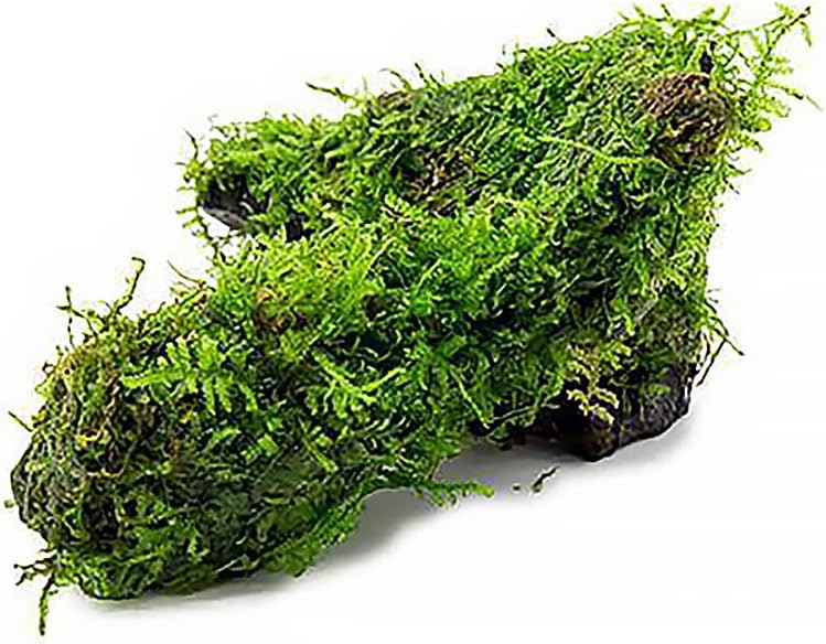 Live Aquarium Plants on Driftwood, Lava Rock, Moss Mat - Freshwater Fish Tank Plants (Christmas Moss, Driftwood (Medium))