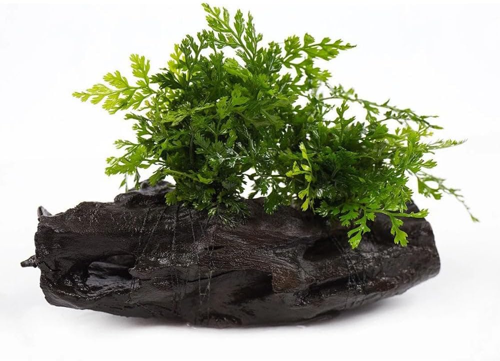 Live Planted Decor - Mini Bolbitis on Driftwood - Foreground to Midground Epiphytic Fern for Aquascaping, Aquarium Decor - Medium