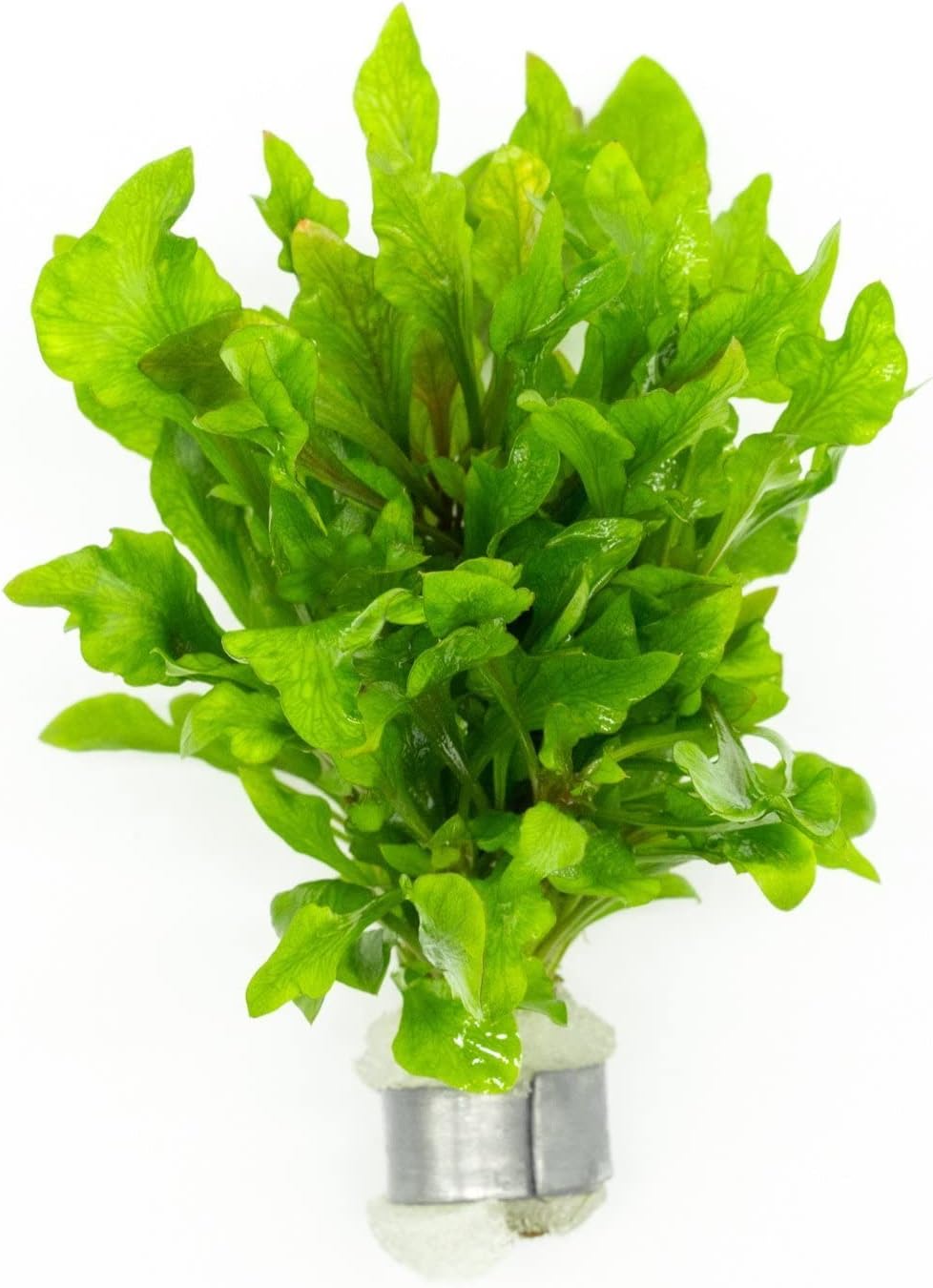 Live Aquarium Stem Plants - Freshwater Aquatic Plant for Fish Tanks, Aquascaping - (Ammania Senegalensis, 1 Bunch)