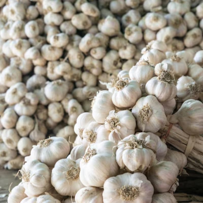 1 Pound Garlic for Planting in Fall Hardneck, 8 White Garlic Bulbs for Planting, Fresh and High Yield Bulb Variety Pack, Hardy and Fast Growing