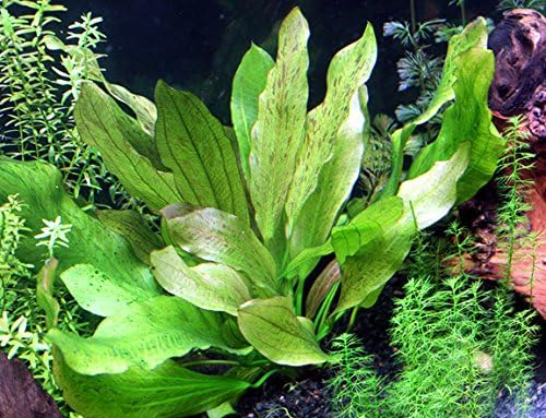 Rooted Live Aquarium Plant Bundle - 6 Easy Species | Snail Free Guaranteed
