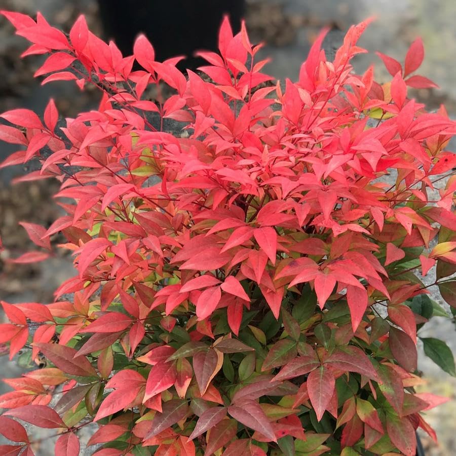 Nandina Gulf Stream - Nandina domestica. Compact Heavenly Bamboo | Year-Round Color | Low Maintenance Shrub | Drought Tolerant | Live Plant (2 Nandina Gulf Stream Cups)