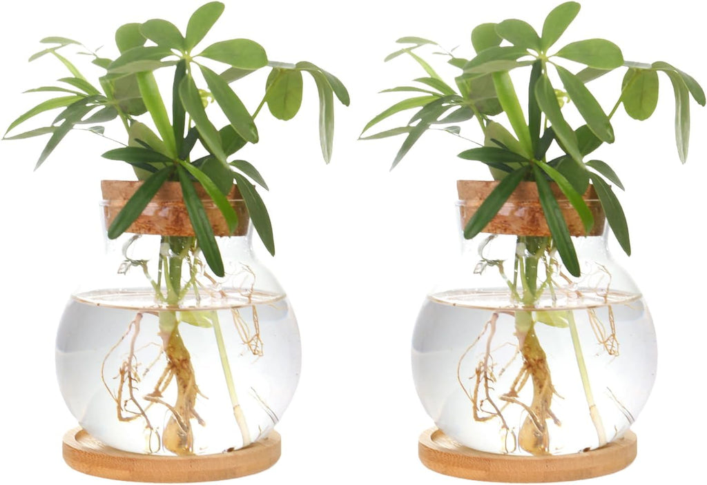 Plant Propagation Station,Hydroponic Glass Container Vase Jars, with Wooden Saucer for Desks, Houses, Garden Decorations, Home Kitchen Decorations and Gifts for Plant Lovers (2)