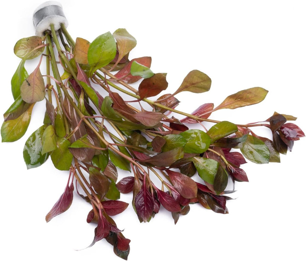 Live Aquarium Stem Plants - Freshwater Aquatic Plant for Fish Tanks, Aquascaping - (Limnophila Belem, 4 Bunches)