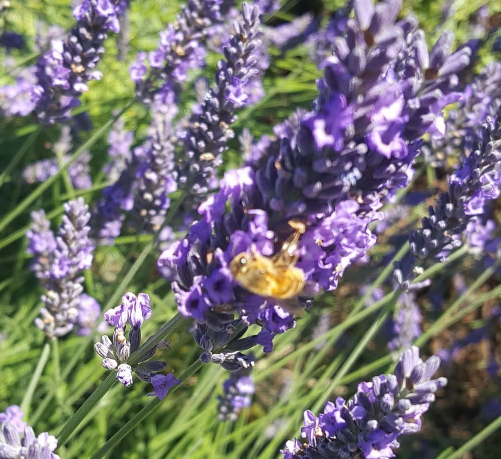 L+ French Provence Lavender 4-Pack – 6–12" Tall Live Plants with Fragrant Blue-Purple Blooms in 4" Pots – Hardy, Aromatic & Perfect for Outdoor Décor & Pollinator Gardens