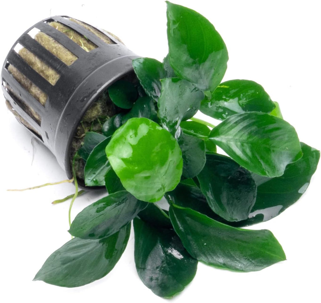 Anubias Live Aquarium Plants - Potted Freshwater Plant for Fish Tanks, Terrariums - Beginner Friendly Low Light (Barteri Broad Leaf, 5 Pots)
