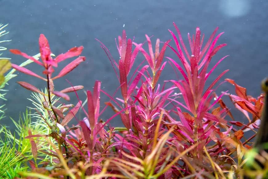 Live Aquarium Stem Plants - Freshwater Aquatic Plant for Fish Tanks, Aquascaping - (Rotala Narrow Leaf Sp. Red, 1 Bunch)