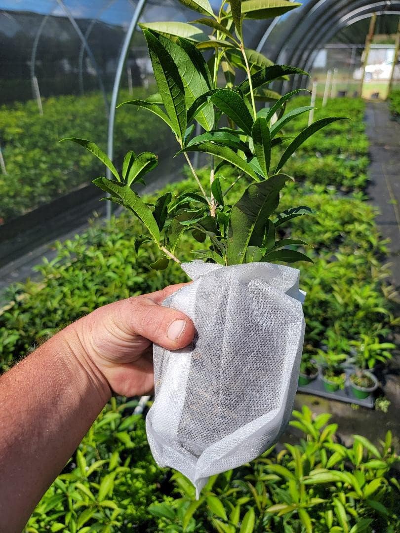 Fudingzhu Fragrant Tea Olive - Live Plant - (1 QT)