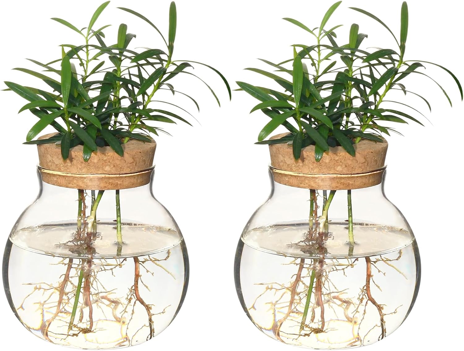 Plant Propagation Station,Hydroponic Terrarium Vase,Desktop Glass Planter Station,for Houses,Garden Decorations,ropagating Hydroponic Plants,Centerpiece Office,Home Garden Decor (2)