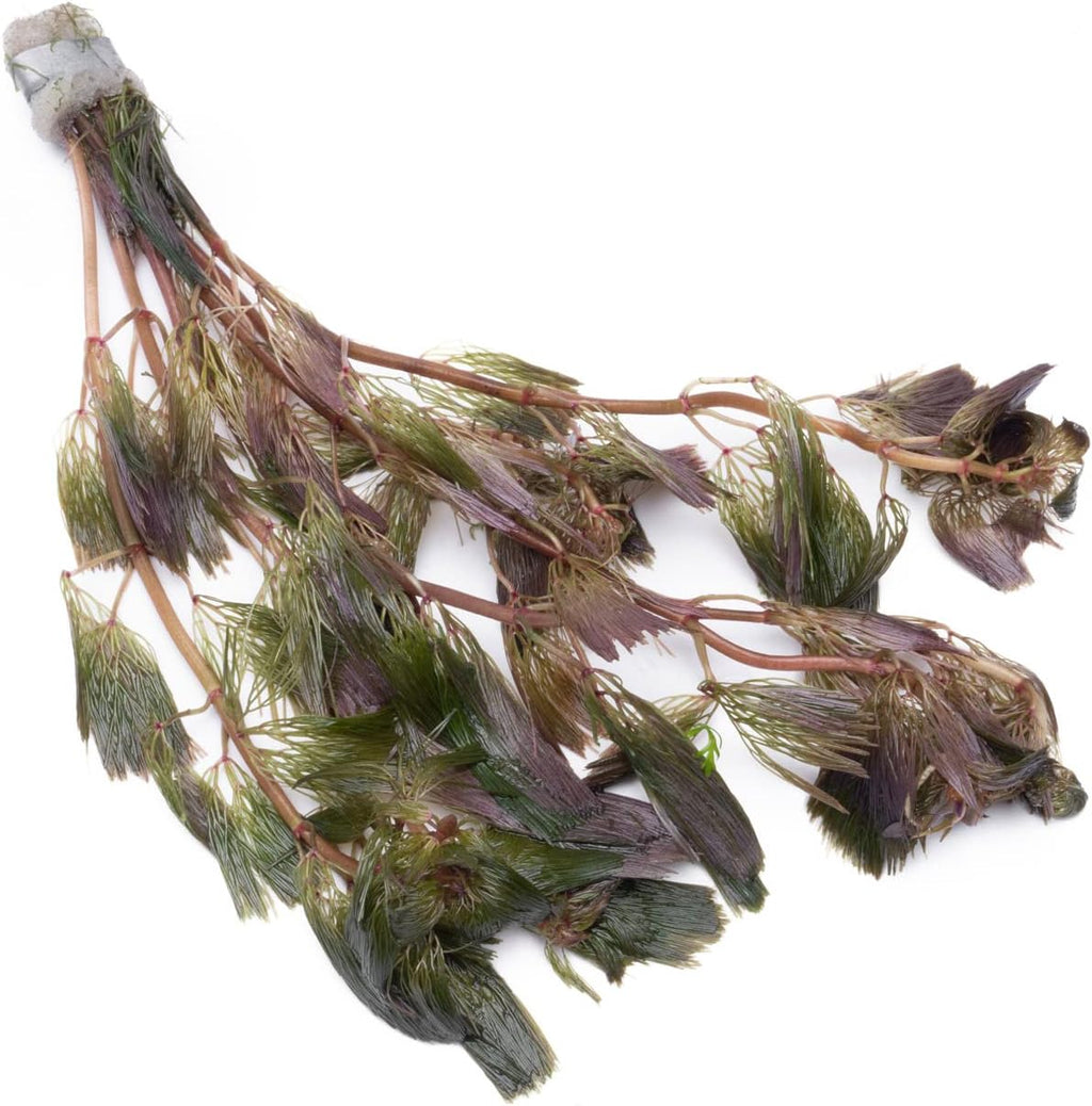 Live Aquarium Red Stem Plants - Freshwater Aquatic Plant for Fish Tanks, Aquascaping - (Lemon Bacopa Caroliniana, 1 Bunch)