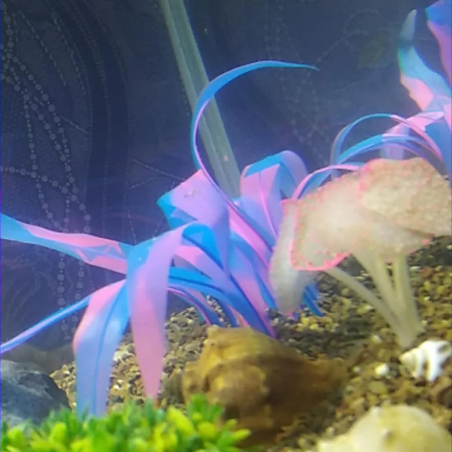 1Pcs Tall Blue Aquarium Decoration Plants Simulation Artificial Water Grass Plastic Fish Tank Decor Plant Silicone Glowing Kelp Ornament Aquarium Accessories Fake Plants,Blue,16.9in