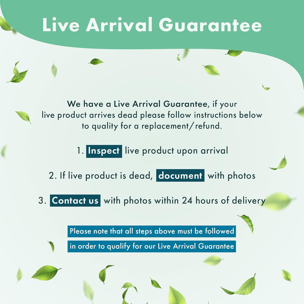 Anubias Live Aquarium Plants - Potted Freshwater Plant for Fish Tanks, Terrariums - Beginner Friendly Low Light (Barteri Broad Leaf, 5 Pots)