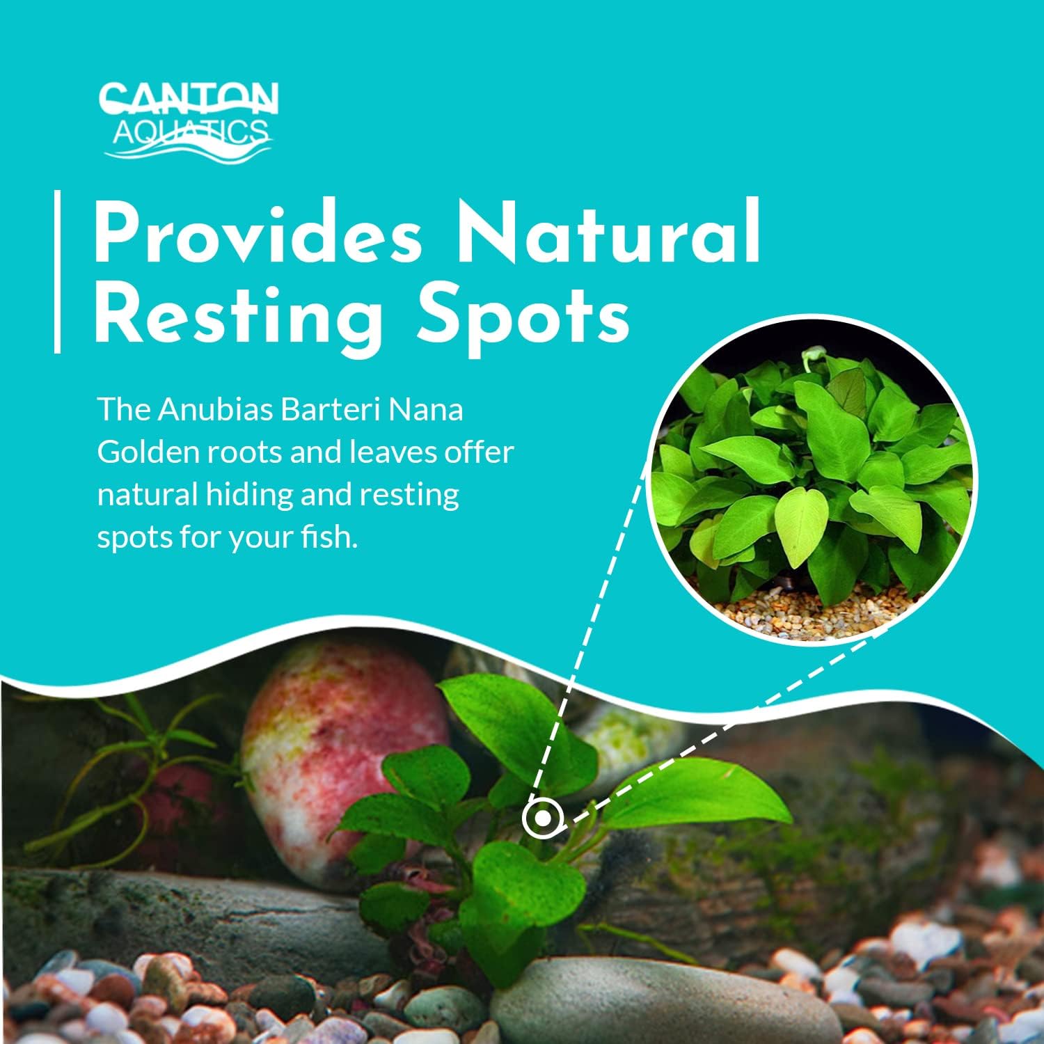 Aquarium Anubias Barteri Nana Golden - Absorb Excess Pollutants & Nitrates - All Natural & Organic Fish Resting Spots - Golden Yellow Aquatic Plants - Small