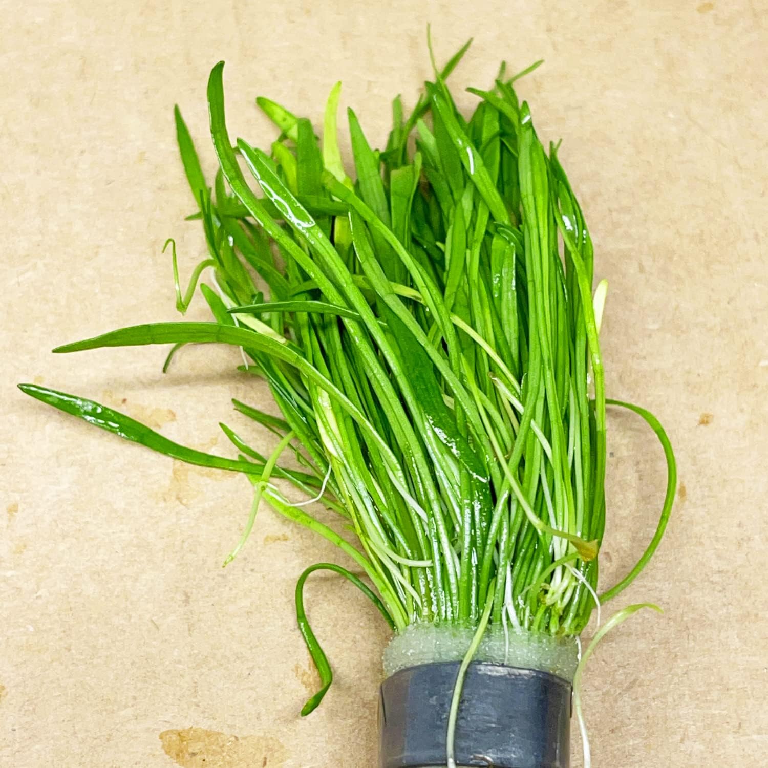 Micro Sword Lilaeopsis Novaezelandiae Bundle Live Aquarium Plant Decorations BUY2GET1FREE