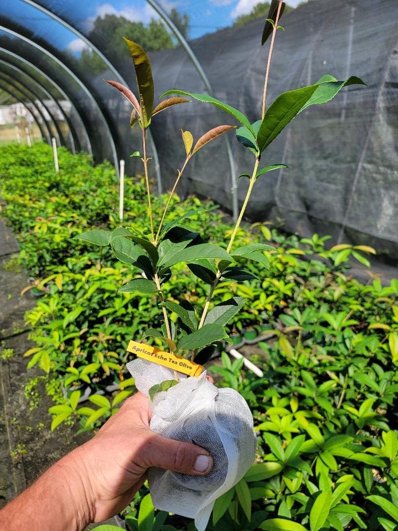 Apricot Echo Orange Tea Olive - Live Plant - (1 QT)