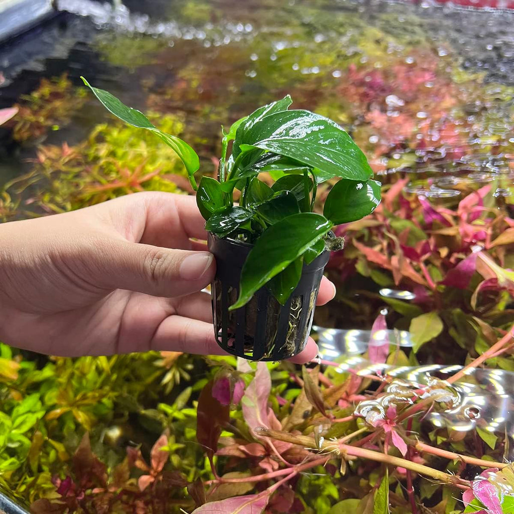 Anubias Live Aquarium Plants - Potted Freshwater Plant for Fish Tanks, Terrariums - Beginner Friendly Low Light (Barteri Broad Leaf, 5 Pots)