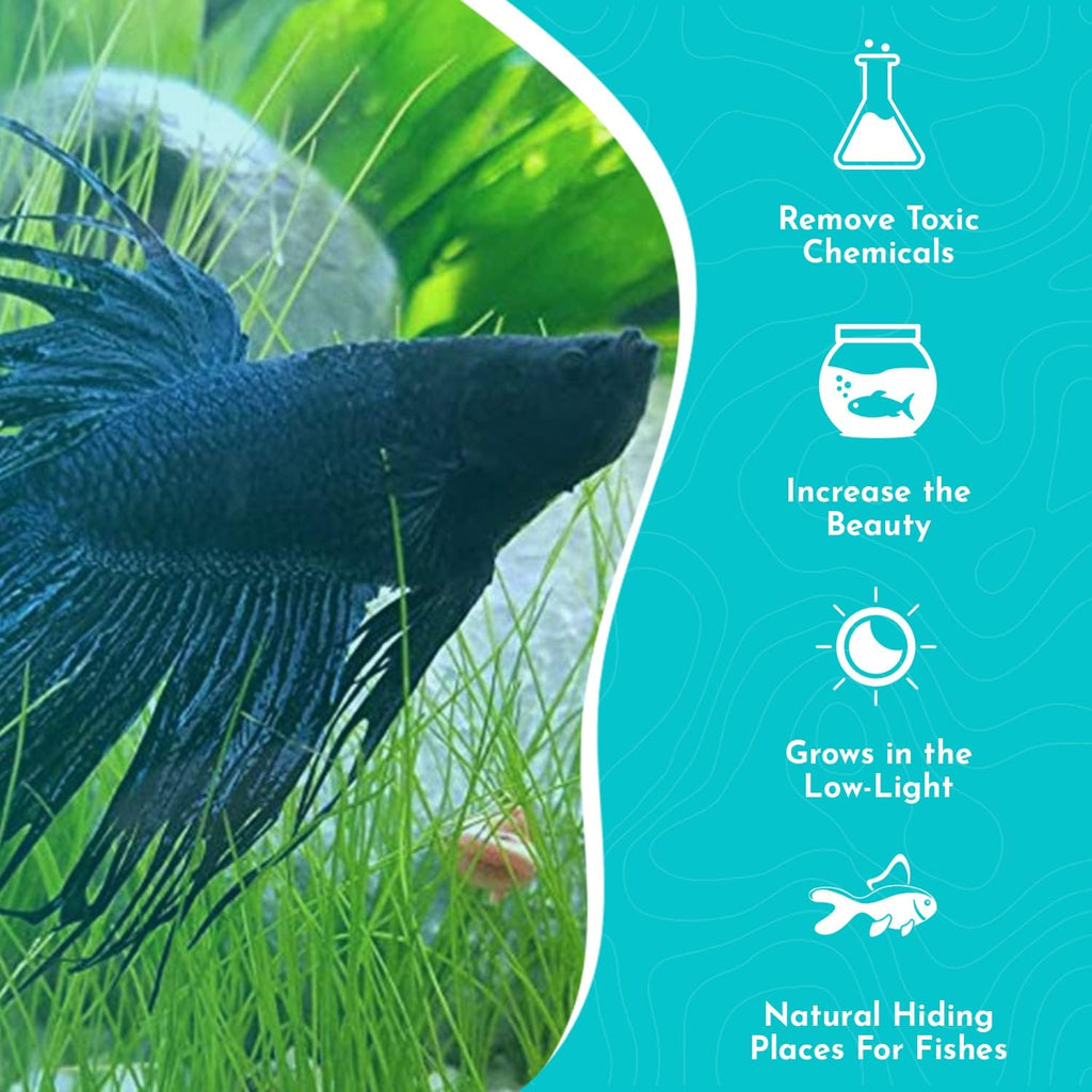 Aquarium Dwarf Hairgrass MAT - All Natural & Organic Aquatic Hair Grass - Help to Filter The Water - Long Lasting & Easy to Care - Suitable for Summer & Winter - 3 X 5 Inch