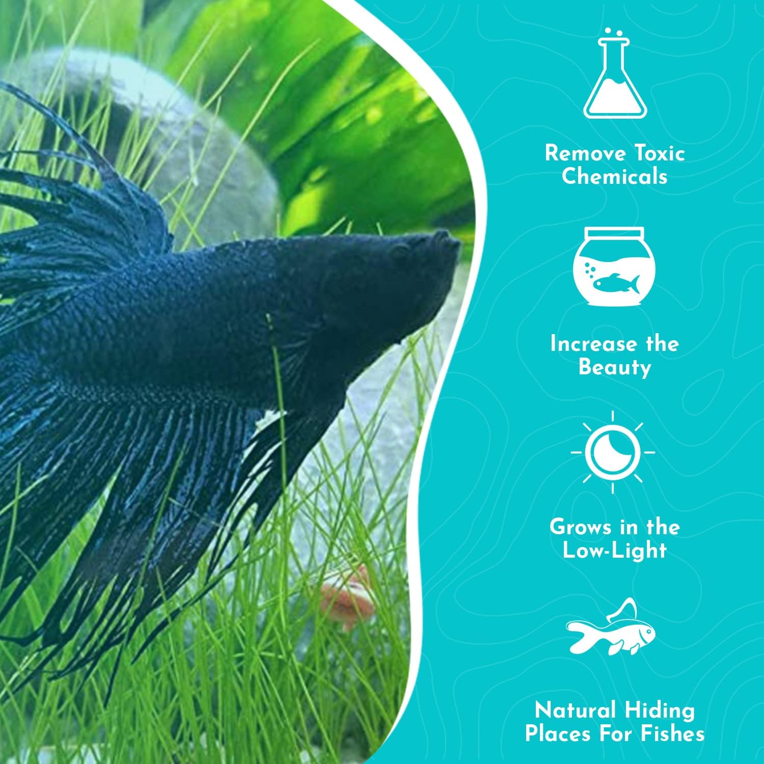 Aquarium Dwarf Hairgrass MAT - All Natural & Organic Aquatic Hair Grass - Help to Filter The Water - Long Lasting & Easy to Care - Suitable for Summer & Winter - 3 X 5 Inch