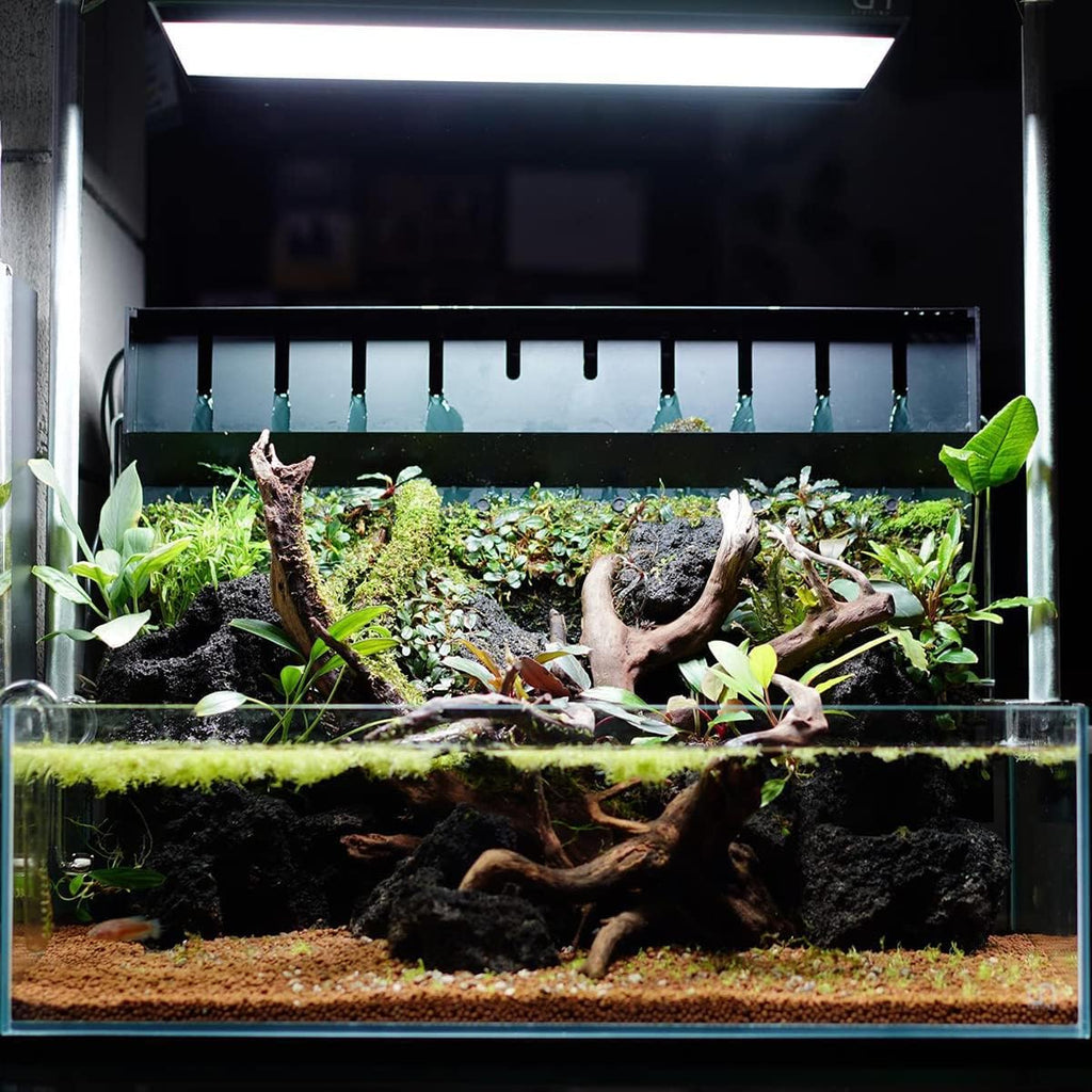 Anubias Live Aquarium Plants - Potted Freshwater Plant for Fish Tanks, Terrariums - Beginner Friendly Low Light (Congensis, 1 Pot)