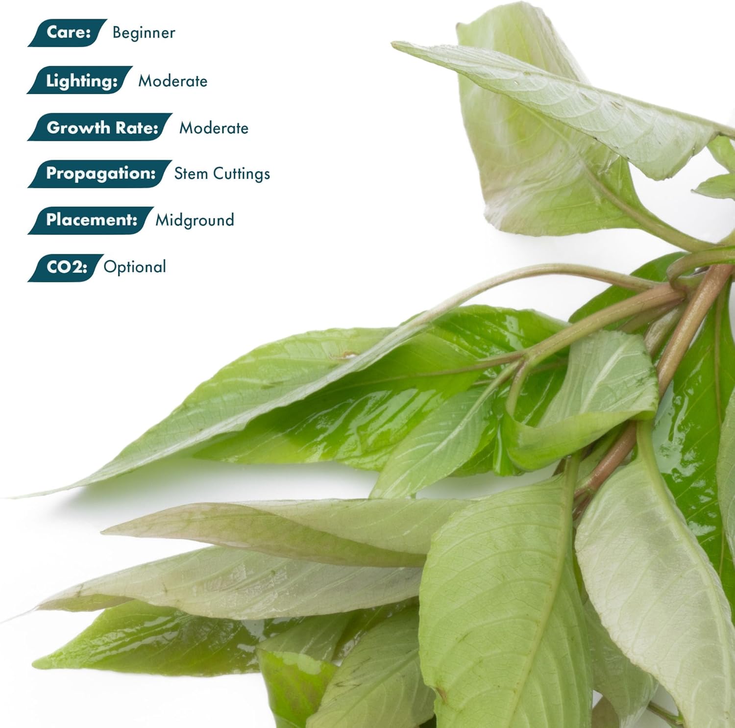 Dwarf Hygrophila Corymbosa Siamensis Live Aquarium Plant - Freshwater Fish Tank Decorations and Natural Aquatic Decor (1)