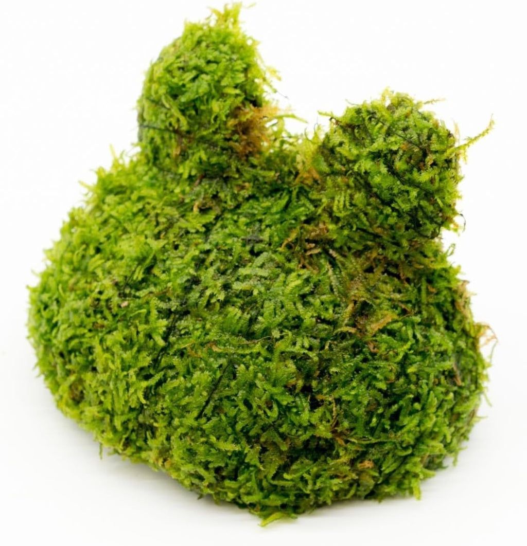 Live Aquarium Plants on Driftwood, Lava Rock, Moss, Fiber Mat - Freshwater Fish Tanks - Easy, Beginner Friendly (Christmas Moss on Coconut Toad)