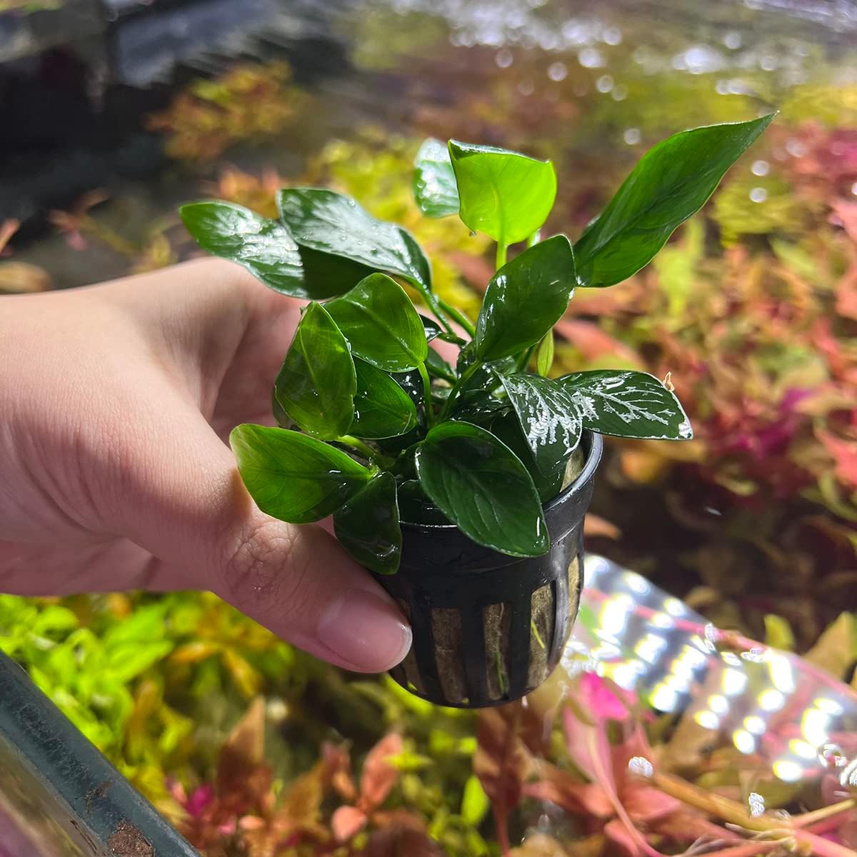 Anubias Live Aquarium Plants - Potted Freshwater Plant for Fish Tanks, Terrariums - Beginner Friendly Low Light (Spear Leaf, 1 Pot)