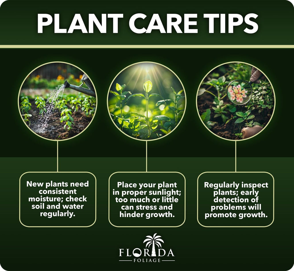 Carolina Jasmine | 30 Live Plants | Gelsemium Sempervirens | Fragrant Yellow Blooms, Evergreen Vine, Low Maintenance, Fast Growing, Climbing, Attracts Pollinators, Garden Trellis