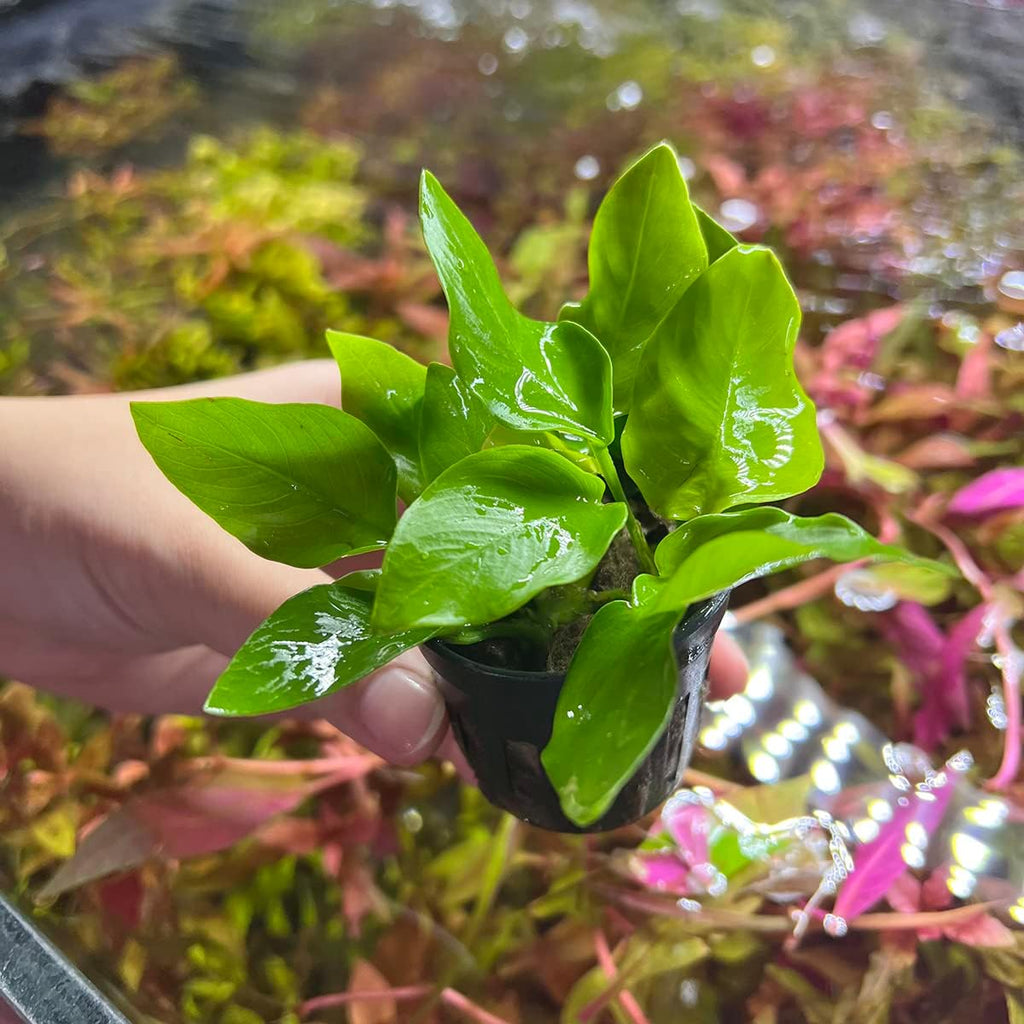 Anubias Live Aquarium Plants - Potted Freshwater Plant for Fish Tanks, Terrariums - Beginner Friendly Low Light (Nana Golden, 3 Pots)