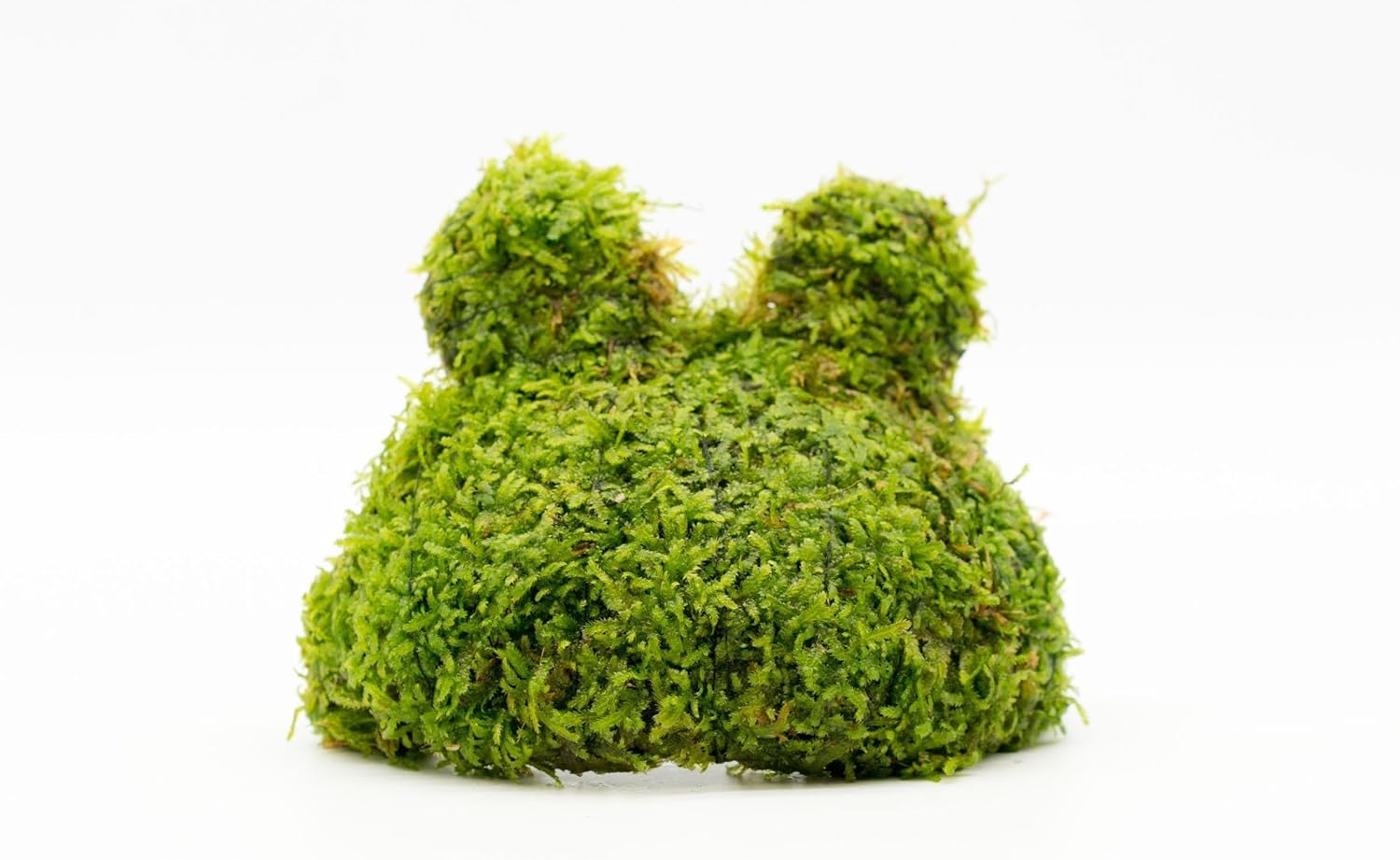 Live Aquarium Plants on Driftwood, Lava Rock, Moss, Fiber Mat - Freshwater Fish Tanks - Easy, Beginner Friendly (Christmas Moss on Coconut Toad)