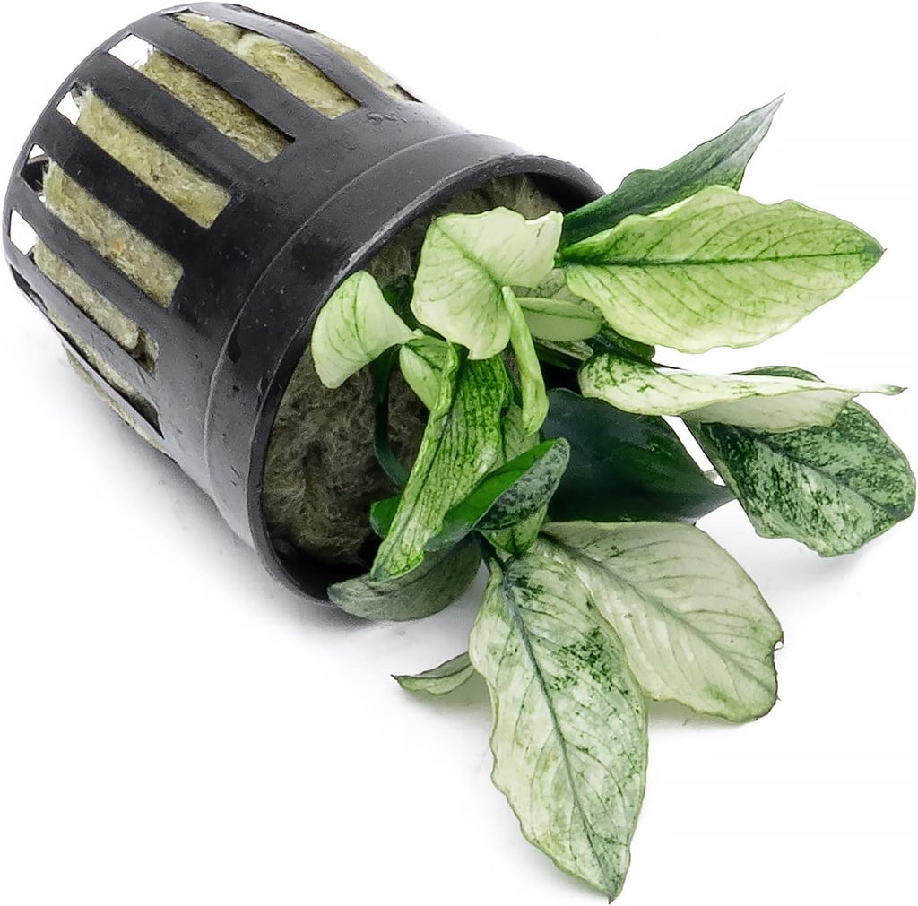 Anubias Live Aquarium Plants - Potted Freshwater Plant for Fish Tanks, Terrariums - Beginner Friendly Low Light (Nana Pinto, 1 Pot)