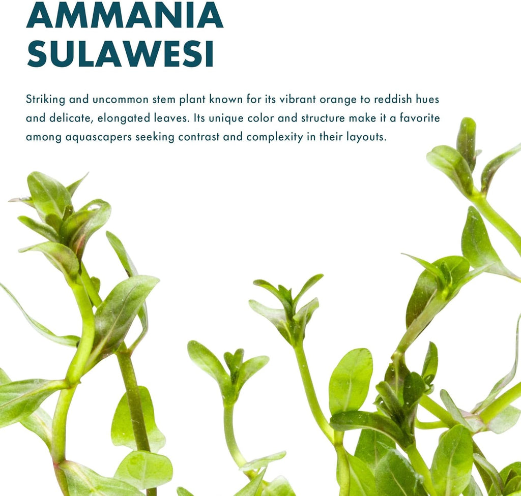 Live Plants - Ammannia Sulawesi - Orange to Pink Stem Plant for High Light Freshwater Aquarium Aquascapes, Midground to Background, Orange, Pink, Green Accent - Lead Bunch