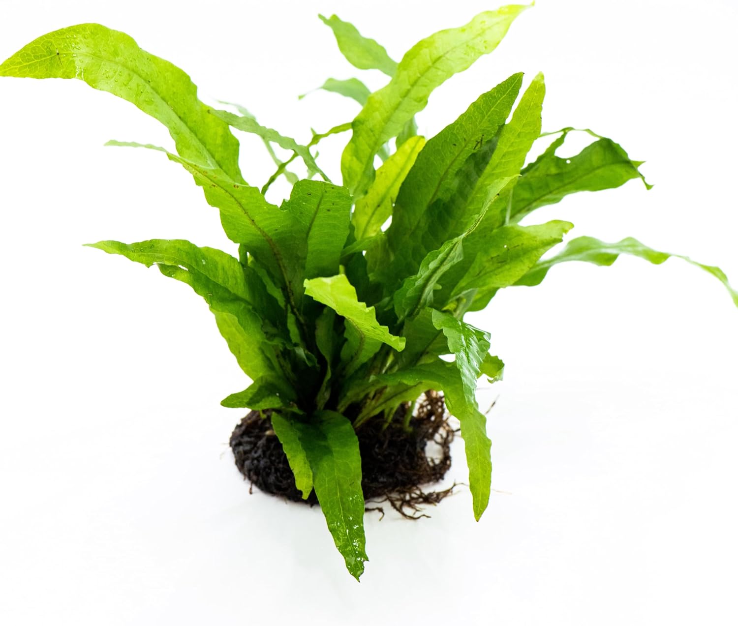 Java Fern Live Aquarium Plants – Windelov, Narrow Leaf & More– Easy Aquascaping Plants for Freshwater Tanks, Low Light, No CO₂ (Java Fern 'Microsorum Pteropus' on Nutripad)
