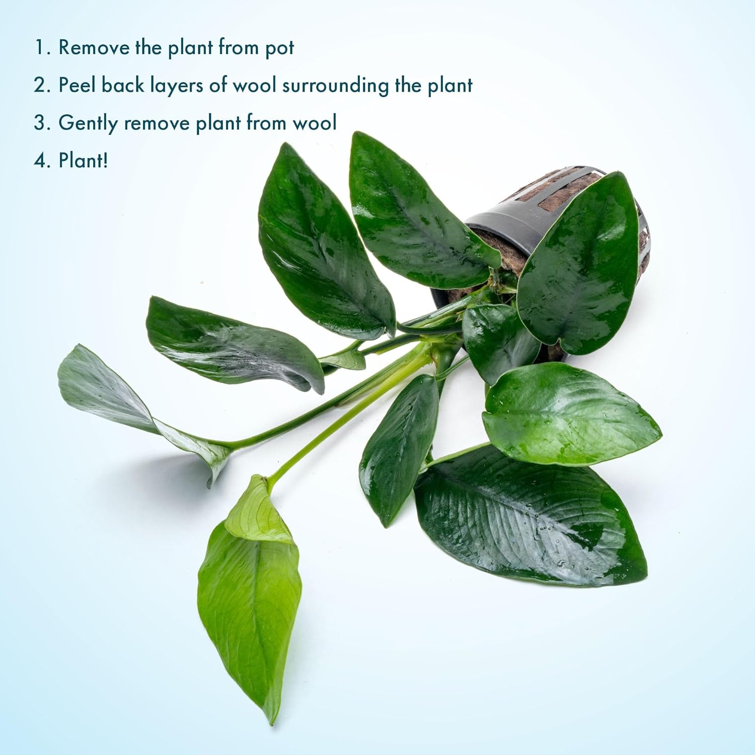 Anubias Live Aquarium Plants - Anubias Nana Tropica (Anubias barteri Nana) - Low Light Epiphytic Rhizome for Foreground to Midground Freshwater Aquascapes, Dark Green Accent - Pot